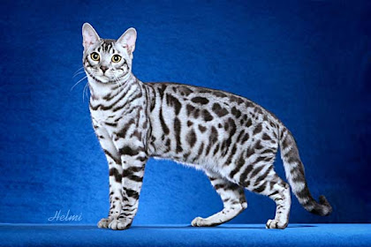 snow bengal cat hypoallergenic