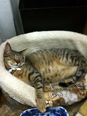big feral Savannah cat mix