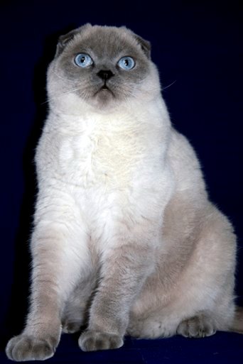 Scottish Fold cat with Siamese colour pointing