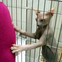 Sphynx cat at cat show looking for attention