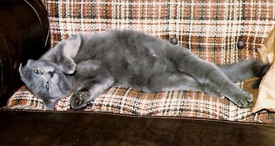 Smokey a feral cat that was looked after and tamed by Joyce Sammons - photo Joyce Sammons