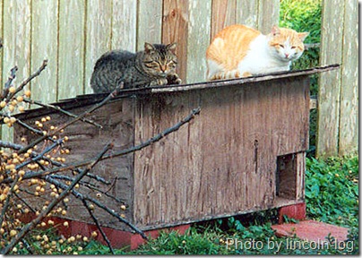 feral cat house