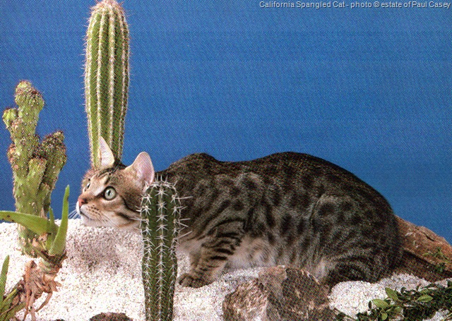 California Spangled Cat the world's most expensive cat according to Guinness World Records