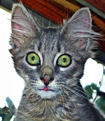 Furby a feral cat with big eyes