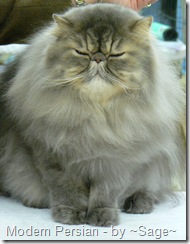 modern persian cat at cat show