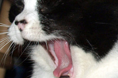 pale gums in cats uk