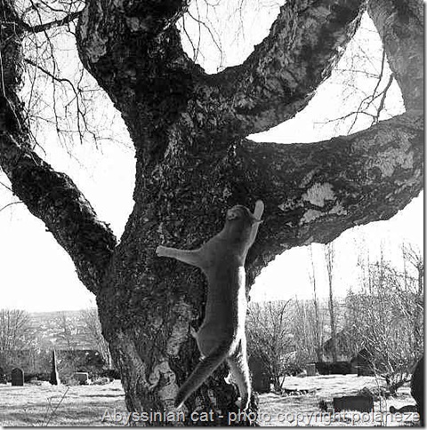 abyssinian cat climbing