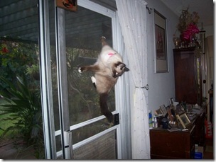 cat climbing indoors