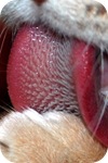 cats tongue papillae