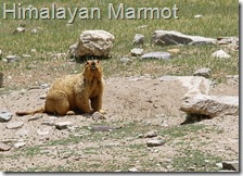 himalayan marmot prey of snow leopard
