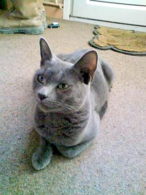 grey cat that looks like a Russian Blue or Korat