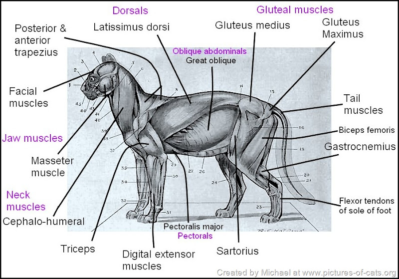 superficial muscles of the cat drawing