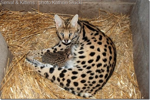 serval and kittens serval and kittens
