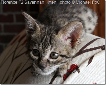 F2 Savannah Kitten Florence