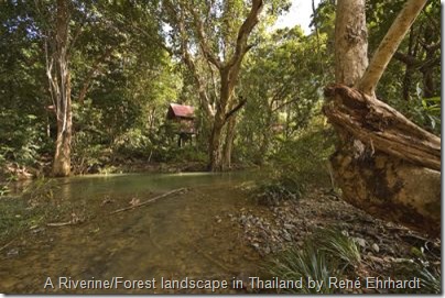 riverine-forest-landscape