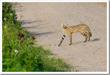 serval-tanzania-africa
