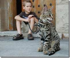 kathrin-stucki-photos-savannah-cat-and-son