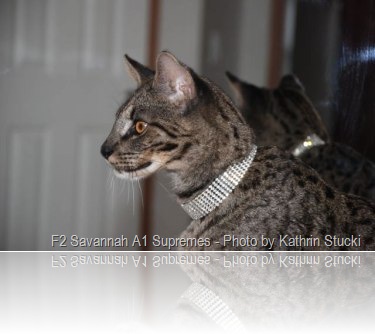 savannah-cat-male-1-year-old-s