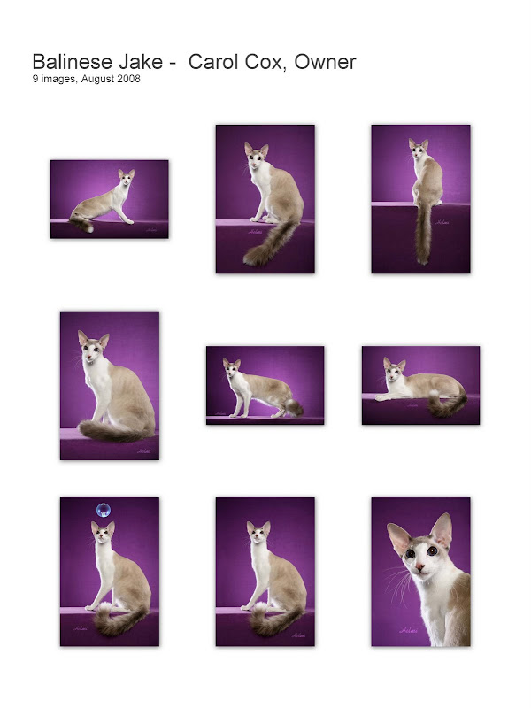 Balinese Cat collage JAKE