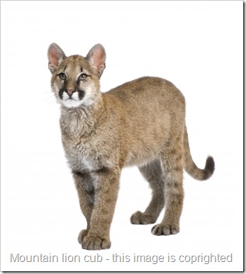 another name for a mountain lion