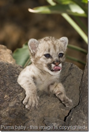 mountain lion cub