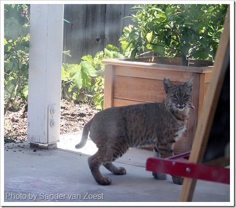 bobcat in backyard