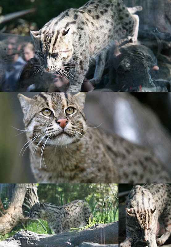 fishing cat collage