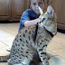 Savannah Cat Attacks Child