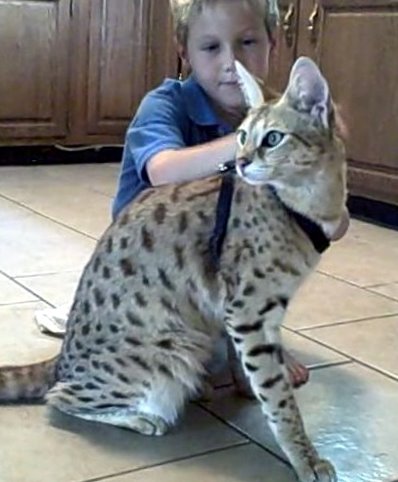 Andreas Stucki and F1 Savannah Cat Magic the world tallest domestic cat