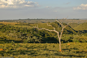 savanna cerrado Brazil