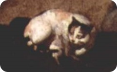 the ditressed poet and cat