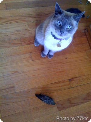 cat eats a bird cat eats a bird