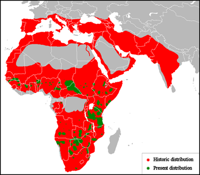 lion distribution historic