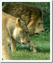 lion pictures by ~Sage~ African Lion Safari Ontario