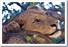 lion picture of a tree climbing lion near lake Manhara Tanzania by Catalpa 34