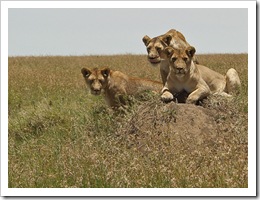 lion pictures - lions in the Serengeti National Park - photo by Catalpa 34 - 1