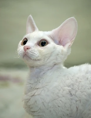 White Devon Rex Cat