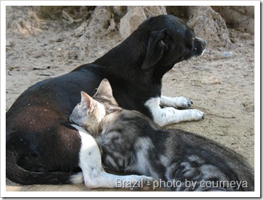 cat nursed by dog brazil photo by courneya