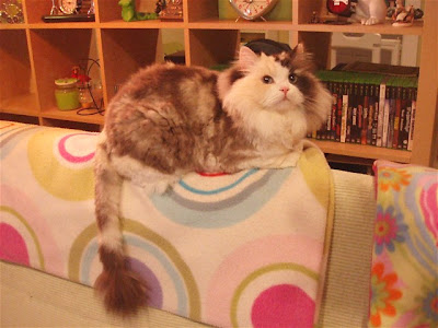 Mocha RagaMuffin cat at the time of her adoption