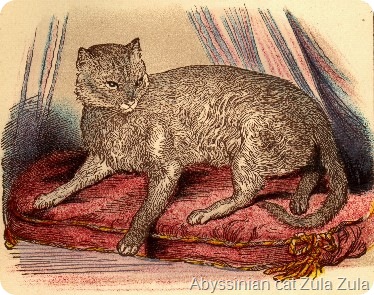 First abyssinian cat Zula, Zula