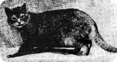 early Abyssinian cat