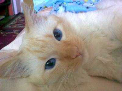 Turkish Angora perhaps