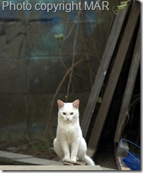 feral cat in Japan feral cat in Japan