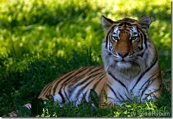 amur tiger wallpaper 1
