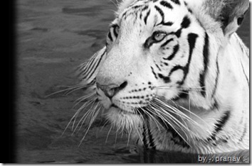 tiger wallpaper a white tiger in water in black and white 