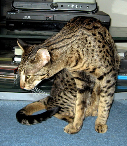 Savannah Cat