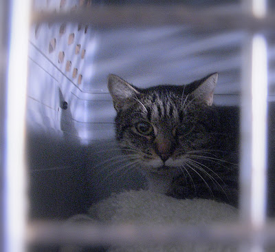 cat in a cage