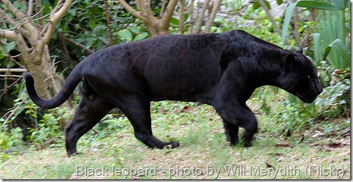 black leopard black panther