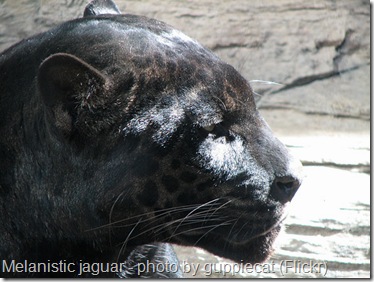 black melanistic jaguar or black panther