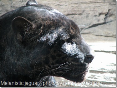 Test Blog Black Panther Pictures Black Melanistic Jaguar Or Panther